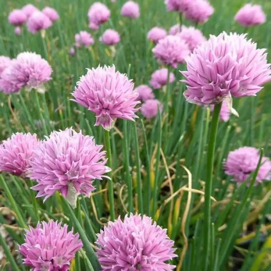 ALLIUM schoenoprasum