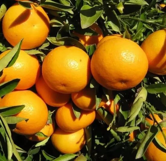 CITRUS clementina Encore