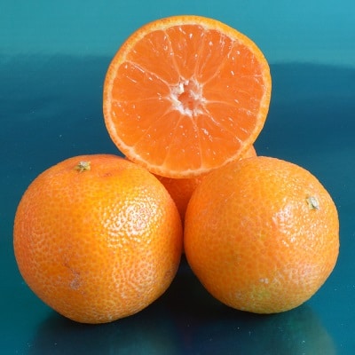 CITRUS clementina Esbla