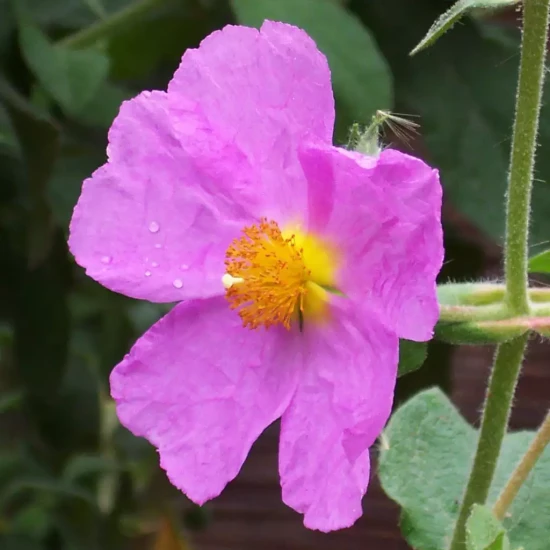 CISTUS creticus
