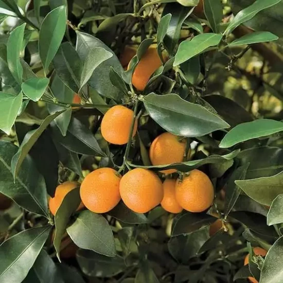 CITRUS fortunella Meiwa