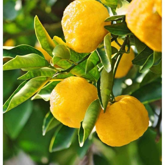 CITRUS junos