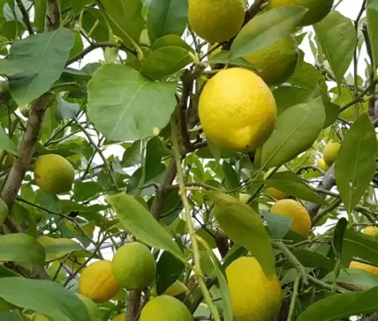 CITRUS limon Carrubaro