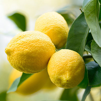 CITRUS limon Cappuccio
