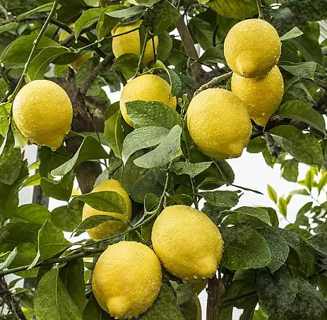 CITRUS limon Osbeck
