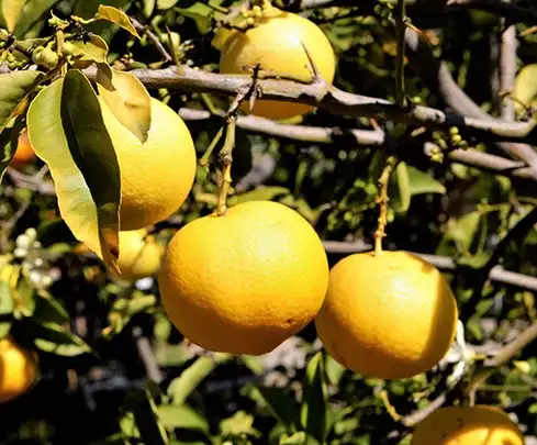 CITRUS limetta Pursha