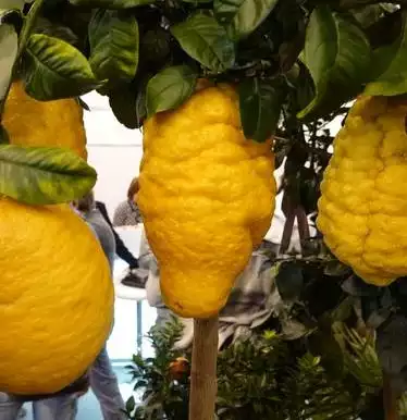 CITRUS medica
