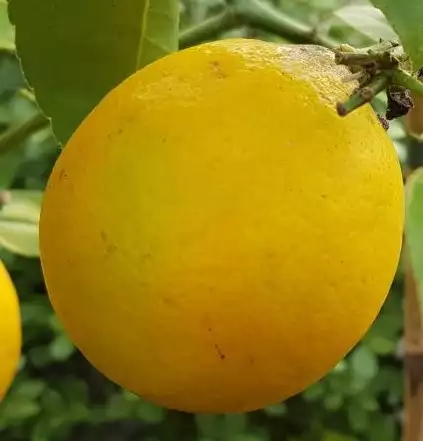 CITRUS x meyeri