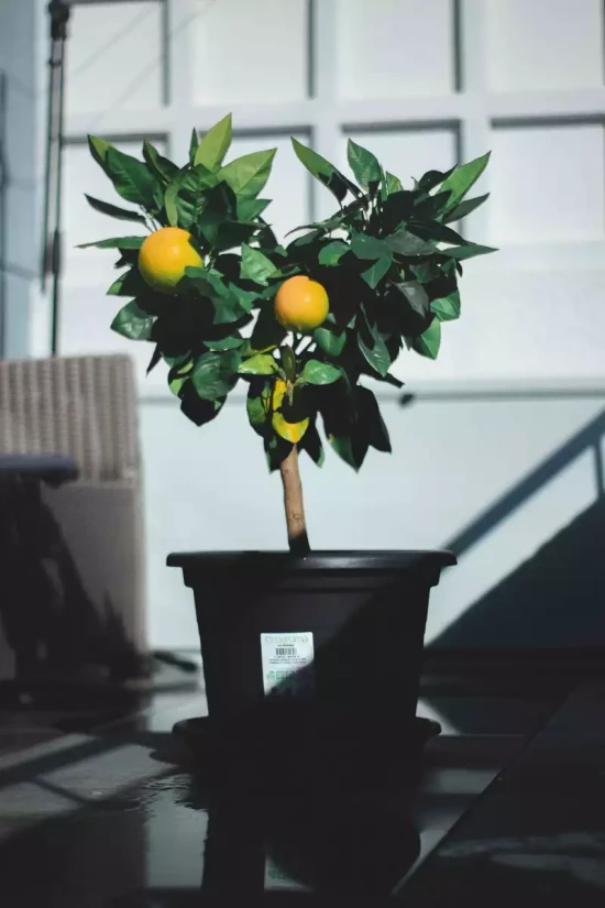 CITRUS mitis