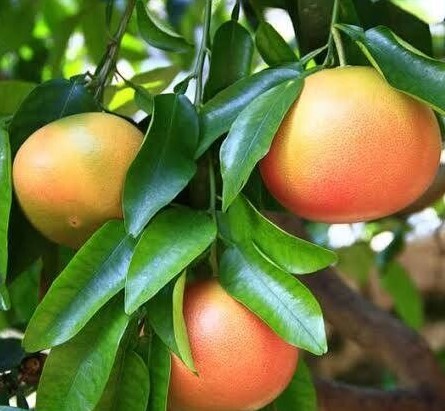 CITRUS x paradisi