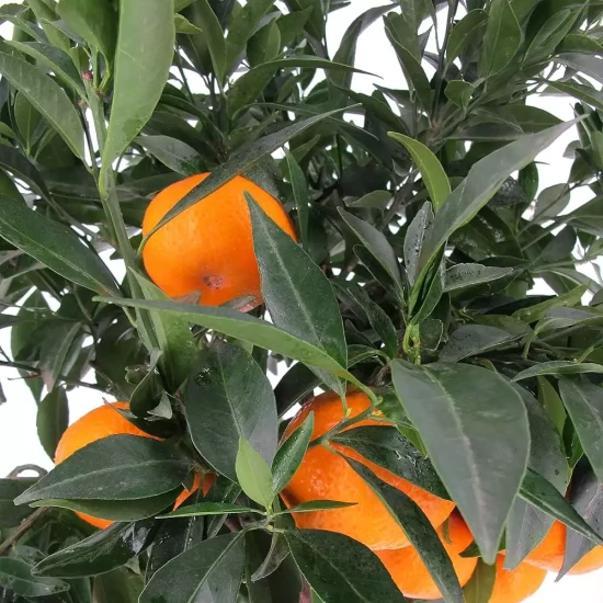CITRUS reticulata (Mandarine)
