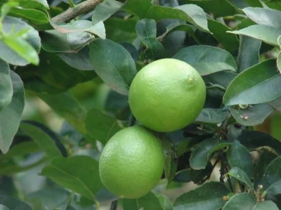 CITRUS severina Buxifolia