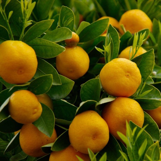 CITRUS sinensis Sucrena