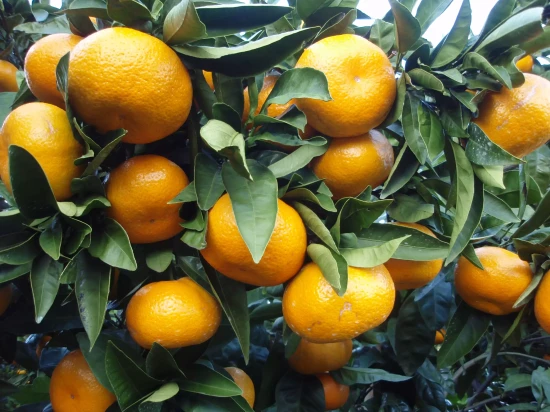 CITRUS unshiu