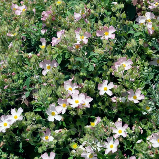 CISTUS x argenteus Silver Pink