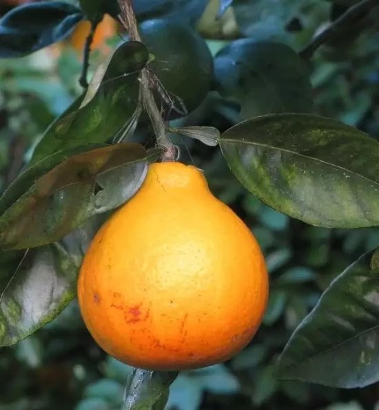 CITRUS x tangor Shiranui