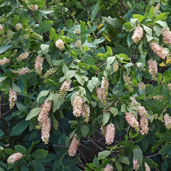CLETHRA alnifolia