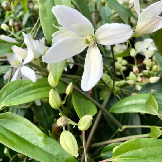 CLEMATIS armandii