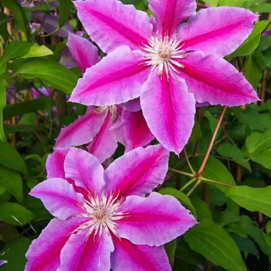 CLEMATIS x Dr Ruppel