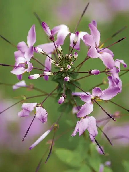 CLEOME hassleriana Senorita Rosalita