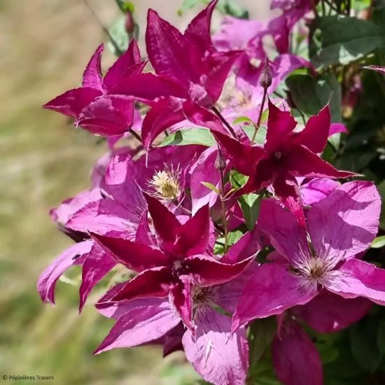 CLEMATIS x integrifolia Saphyra Nancy
