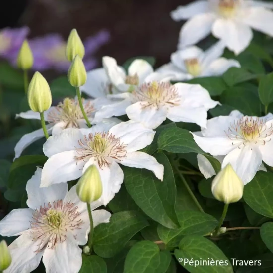 CLEMATIS x Justa