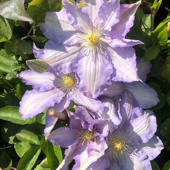CLEMATIS x The President