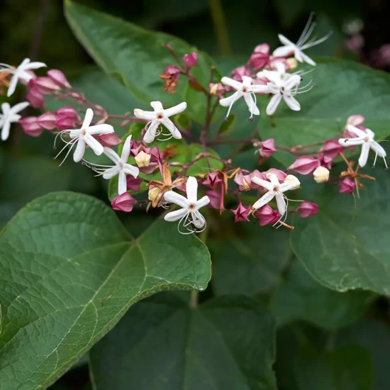 CLERODENDRON trichotomum