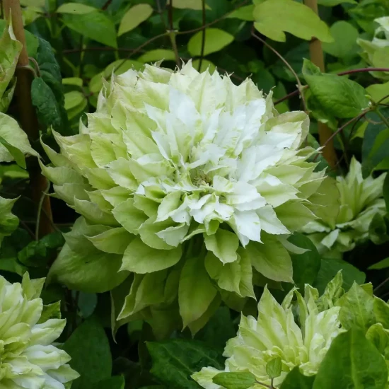 CLEMATIS x Fuyu-No-Tabi