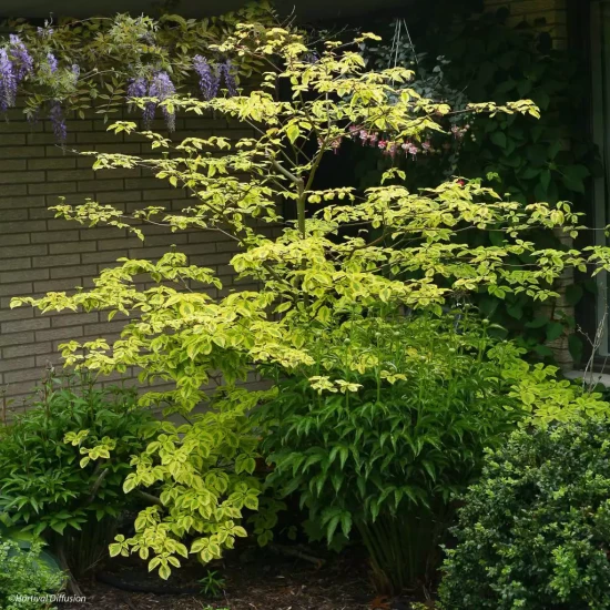CORNUS alternifolia Golden Shadow