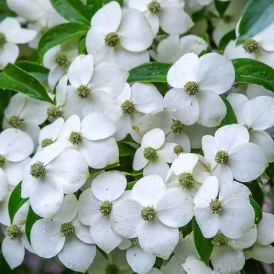CORNUS angustata Empress of China