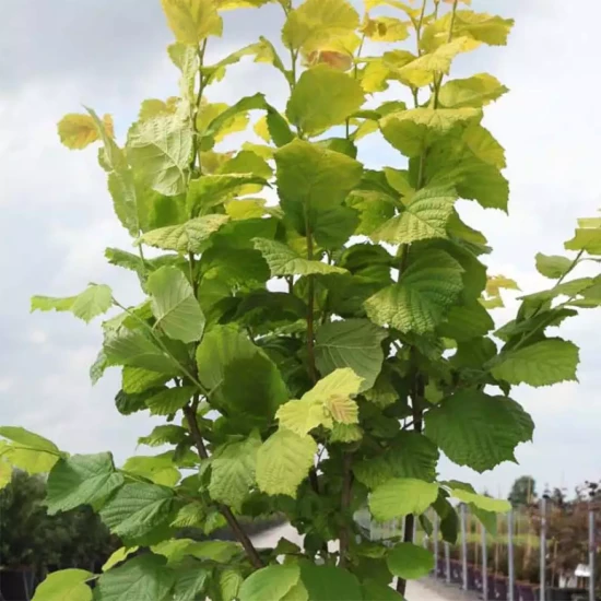 CORYLUS avellana Purpurea