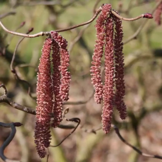 CORYLUS avellana Red Majestic