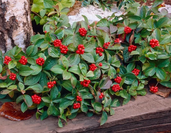 CORNUS canadensis