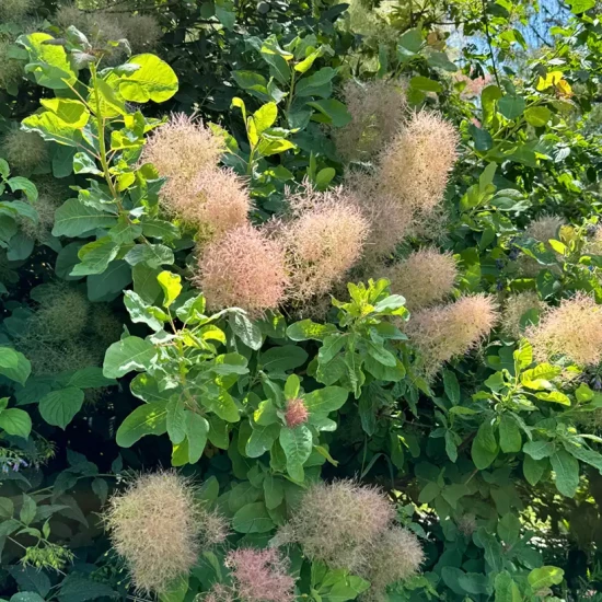 COTINUS coggygria