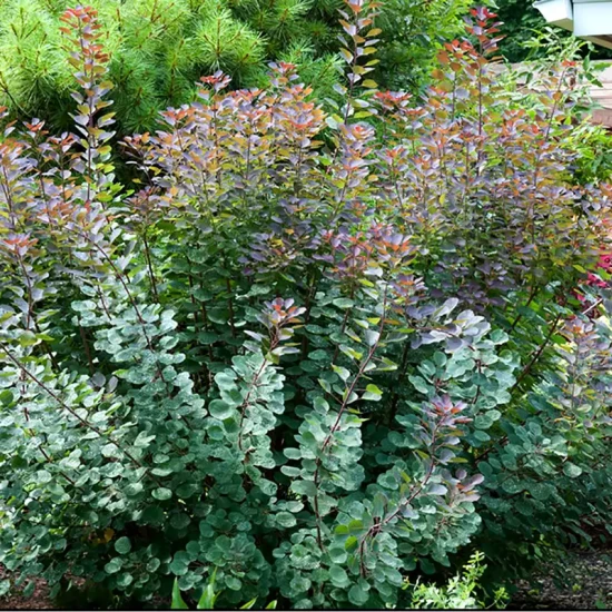 COTINUS coggygria Old Fashioned
