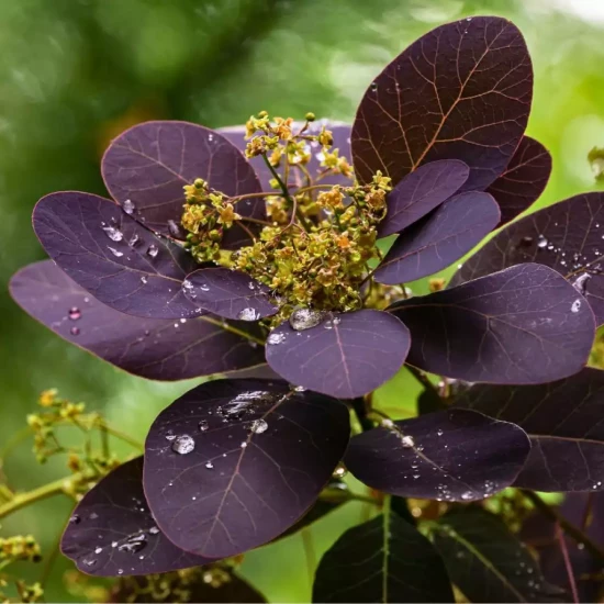 COTINUS coggygria Royal Purple