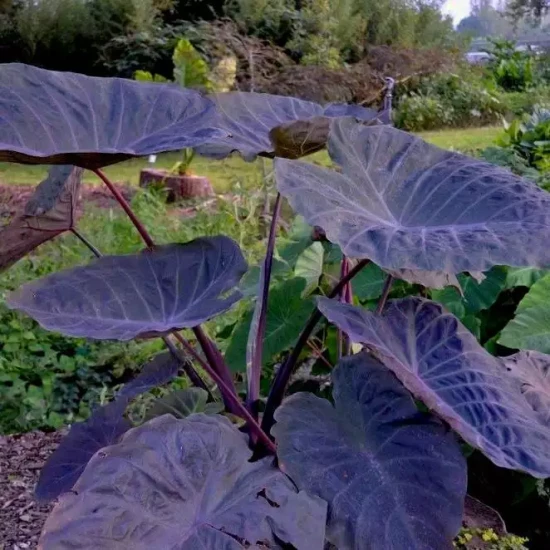 COLOCASIA esculenta Gigante Noble