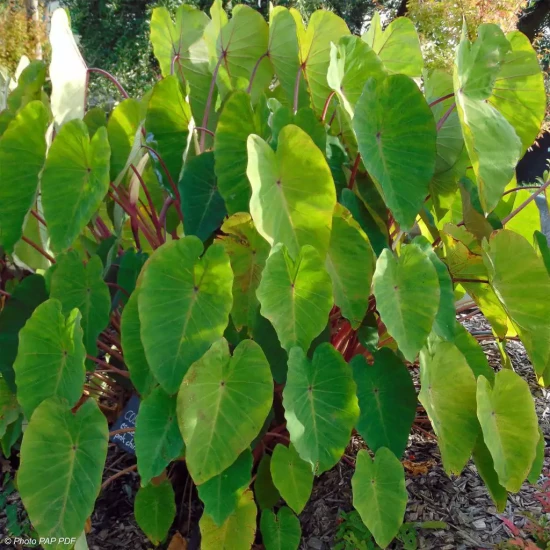 COLOCASIA esculenta Pink China