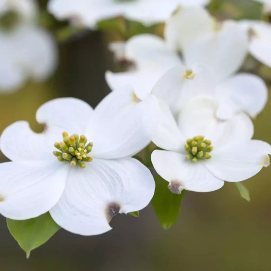 CORNUS florida Purple Glory