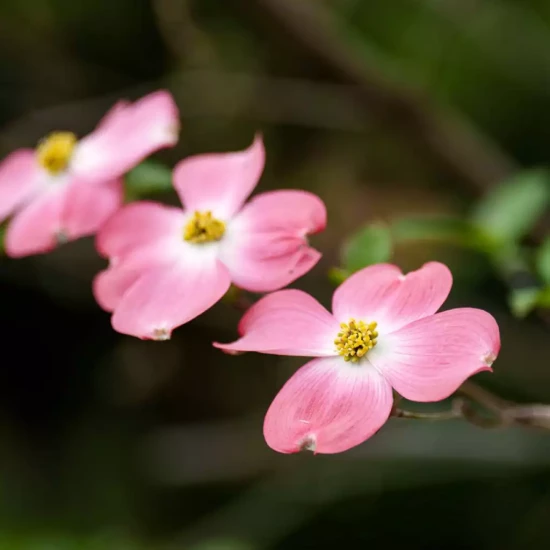CORNUS florida Rubra
