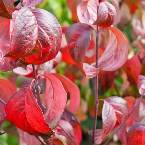 CORNUS florida Soleil rouge