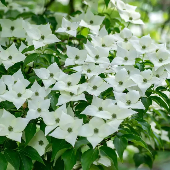 CORNUS kousa Milky Way