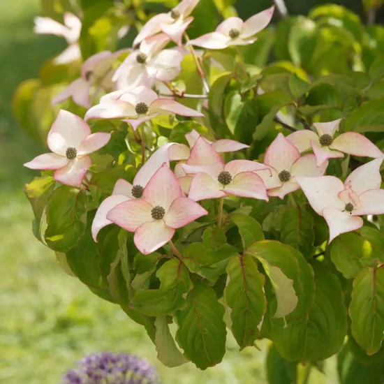CORNUS kousa Mount Fuji