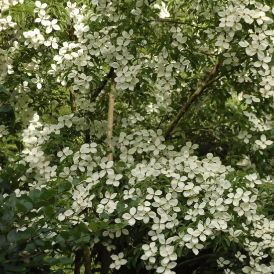 CORNUS kousa Norman Hadden