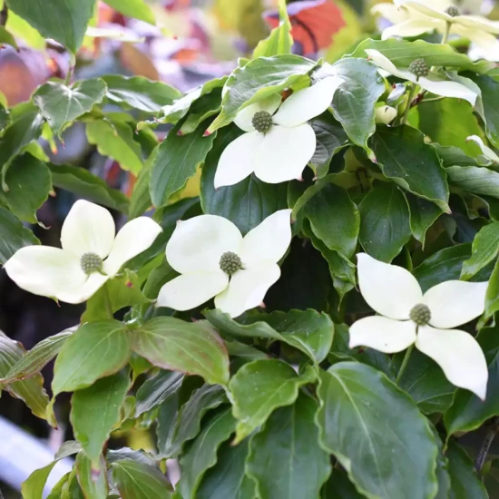 CORNUS kousa Teutonia
