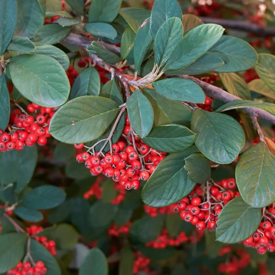 COTONEASTER lacteus