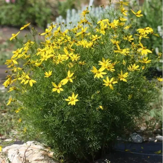 COREOPSIS verticillata Zagreb