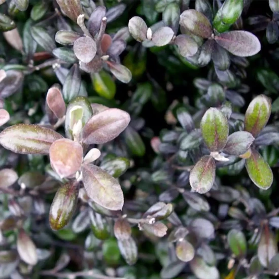 COROKIA virgata Sunsplash