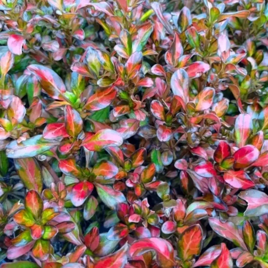 COPROSMA x City Knights